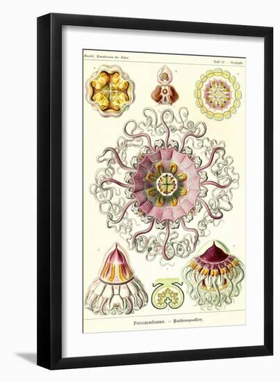 Jelly Fish-Ernst Haeckel-Framed Art Print