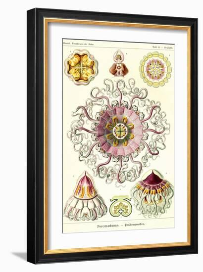 Jelly Fish-Ernst Haeckel-Framed Art Print