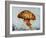 Jelly fish-Sydney Edmunds-Framed Giclee Print