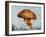 Jelly fish-Sydney Edmunds-Framed Giclee Print