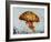 Jelly fish-Sydney Edmunds-Framed Giclee Print