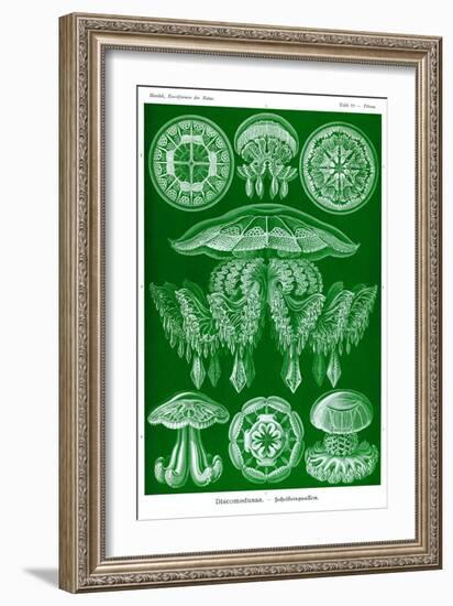 Jelly Fish-Ernst Haeckel-Framed Art Print