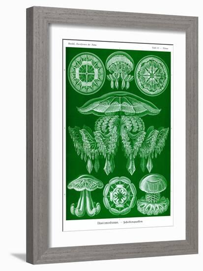 Jelly Fish-Ernst Haeckel-Framed Art Print