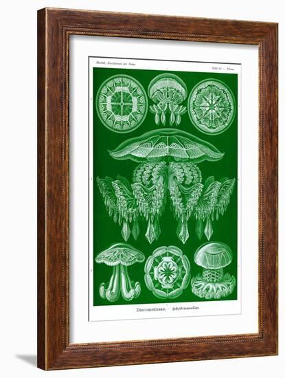 Jelly Fish-Ernst Haeckel-Framed Art Print