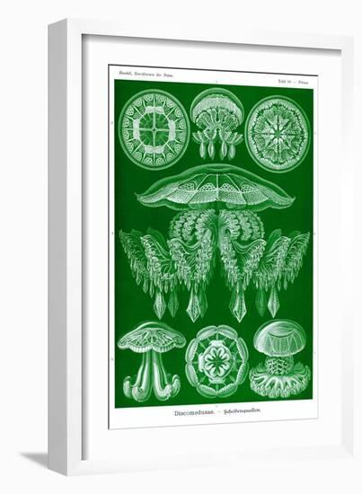 Jelly Fish-Ernst Haeckel-Framed Art Print