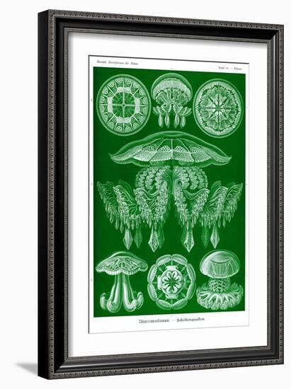 Jelly Fish-Ernst Haeckel-Framed Art Print