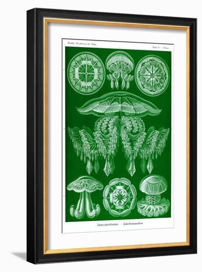 Jelly Fish-Ernst Haeckel-Framed Art Print