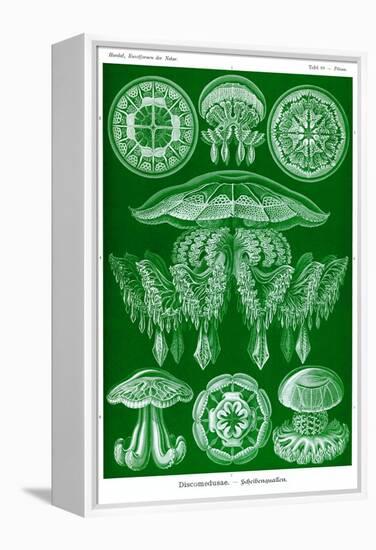 Jelly Fish-Ernst Haeckel-Framed Stretched Canvas