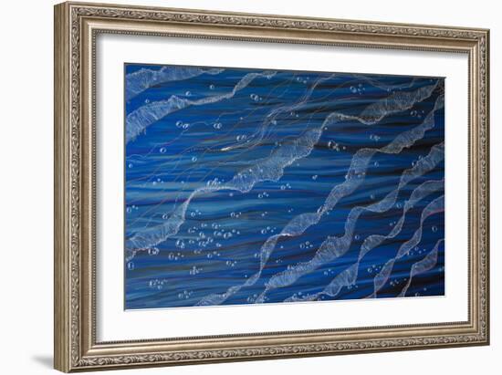 Jelly Tentacles-Martin Nasim-Framed Giclee Print