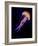 Jellyen-Henry Jager-Framed Giclee Print