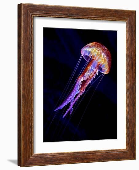 Jellyen-Henry Jager-Framed Giclee Print