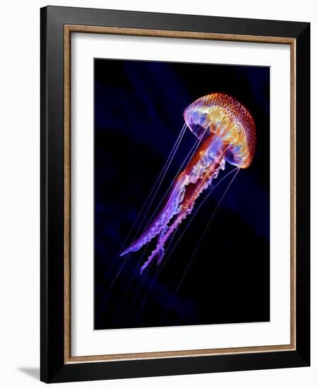 Jellyen-Henry Jager-Framed Giclee Print