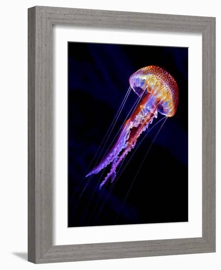 Jellyen-Henry Jager-Framed Giclee Print