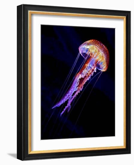 Jellyen-Henry Jager-Framed Giclee Print