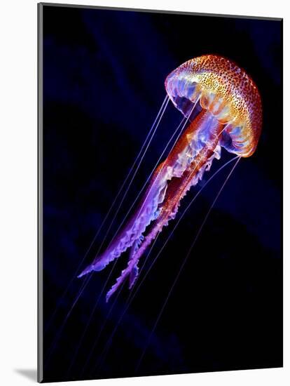 Jellyen-Henry Jager-Mounted Giclee Print