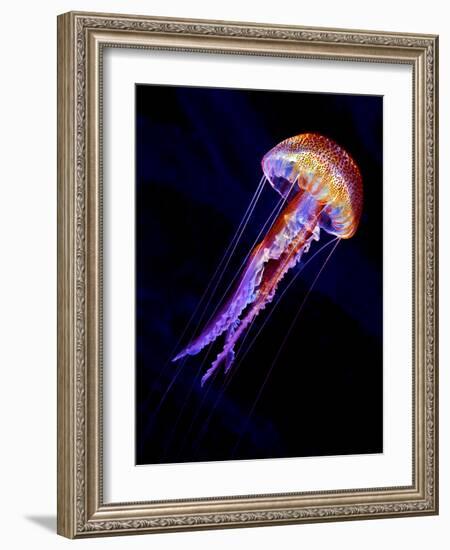 Jellyen-Henry Jager-Framed Photographic Print