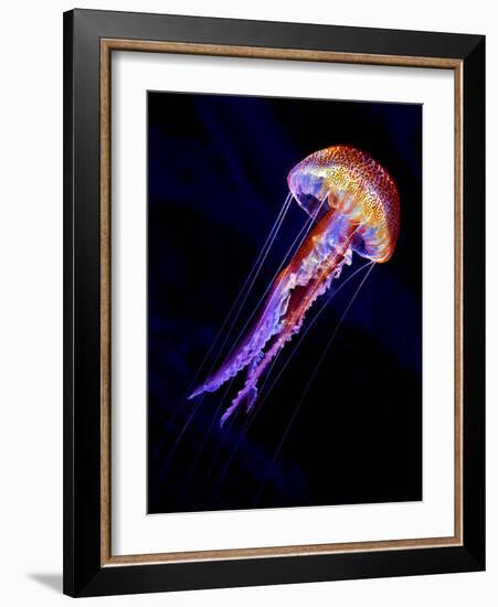 Jellyen-Henry Jager-Framed Photographic Print