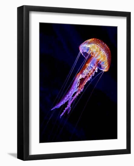 Jellyen-Henry Jager-Framed Photographic Print