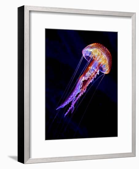 Jellyen-Henry Jager-Framed Photographic Print