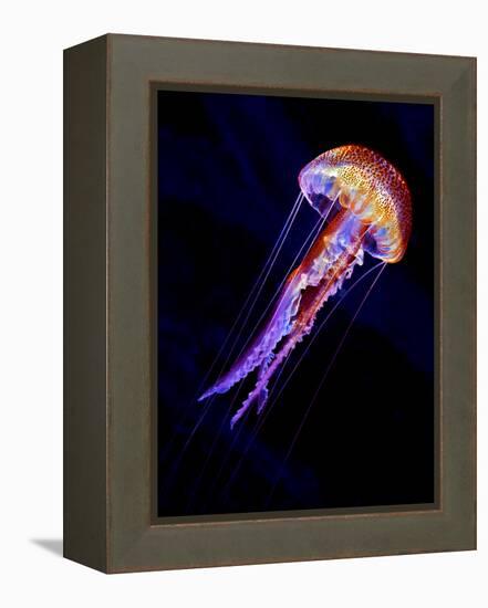 Jellyen-Henry Jager-Framed Premier Image Canvas