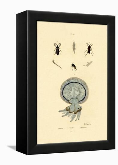 Jellyfish, 1833-39-null-Framed Premier Image Canvas