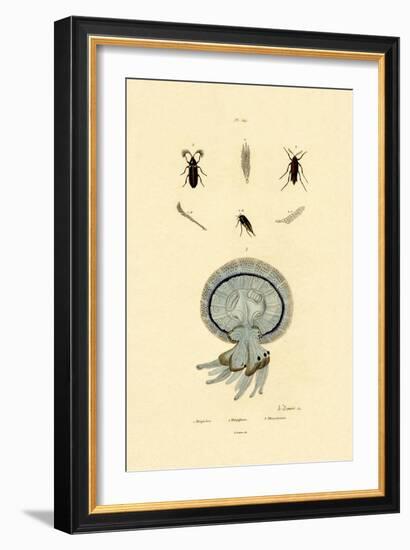 Jellyfish, 1833-39-null-Framed Giclee Print