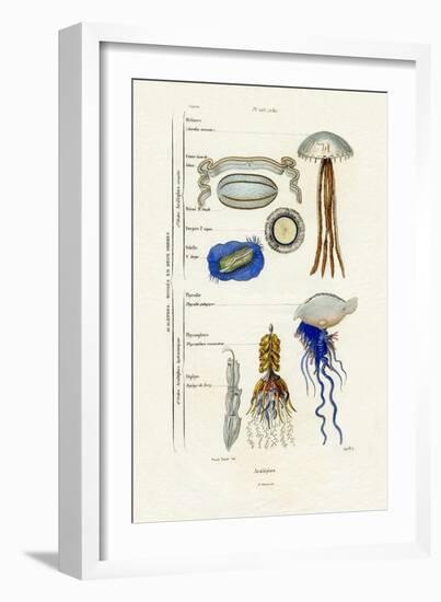 Jellyfish, 1833-39-null-Framed Giclee Print