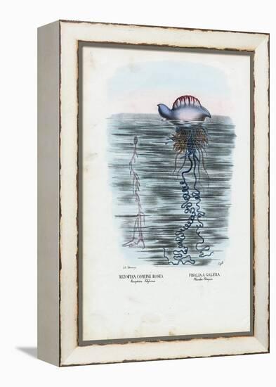 Jellyfish, 1863-79-Raimundo Petraroja-Framed Premier Image Canvas