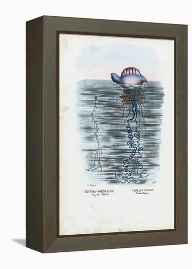 Jellyfish, 1863-79-Raimundo Petraroja-Framed Premier Image Canvas