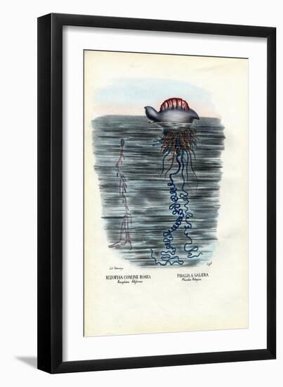 Jellyfish, 1863-79-Raimundo Petraroja-Framed Giclee Print