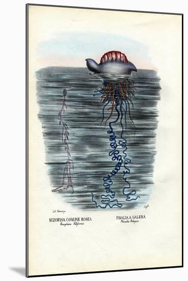 Jellyfish, 1863-79-Raimundo Petraroja-Mounted Giclee Print