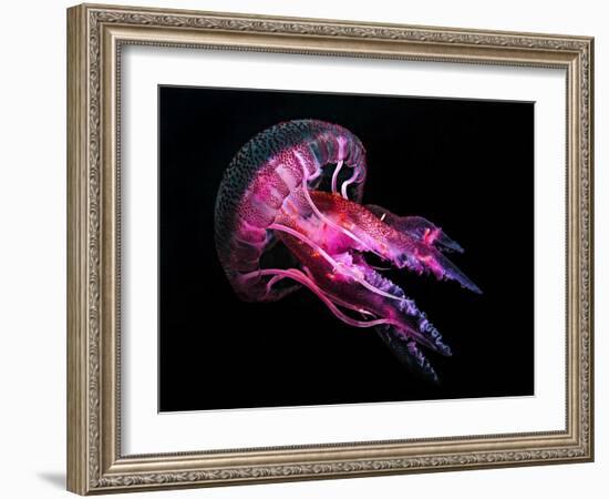 Jellyfish 3-IvanaOK-Framed Photographic Print