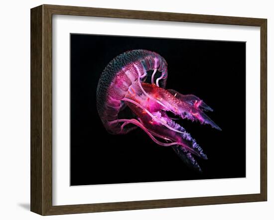 Jellyfish 3-IvanaOK-Framed Photographic Print