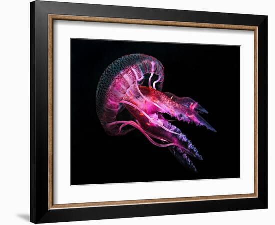 Jellyfish 3-IvanaOK-Framed Photographic Print