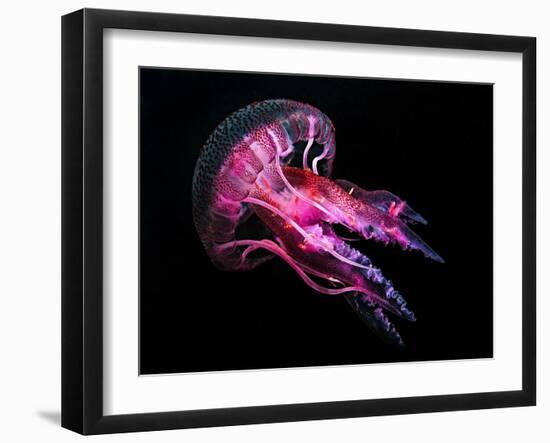 Jellyfish 3-IvanaOK-Framed Photographic Print