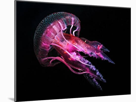 Jellyfish 3-IvanaOK-Mounted Photographic Print