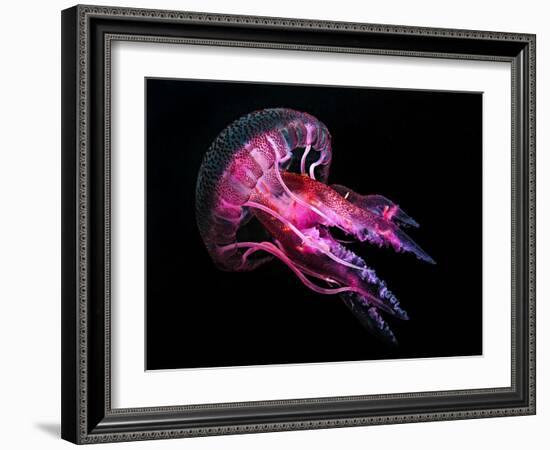 Jellyfish 3-IvanaOK-Framed Photographic Print