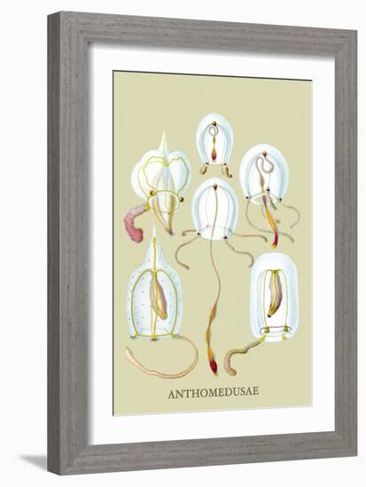 Jellyfish: Anthomedusae-Ernst Haeckel-Framed Art Print