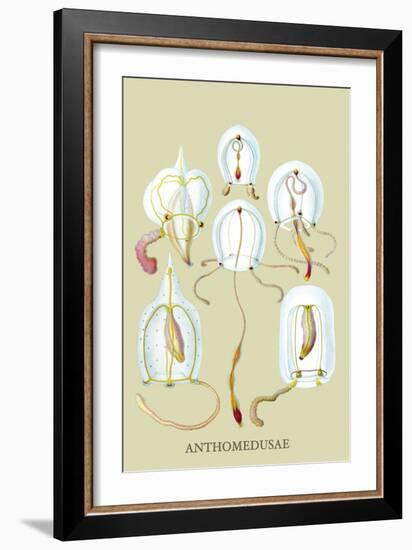 Jellyfish: Anthomedusae-Ernst Haeckel-Framed Art Print