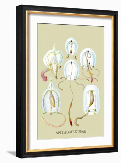 Jellyfish: Anthomedusae-Ernst Haeckel-Framed Art Print