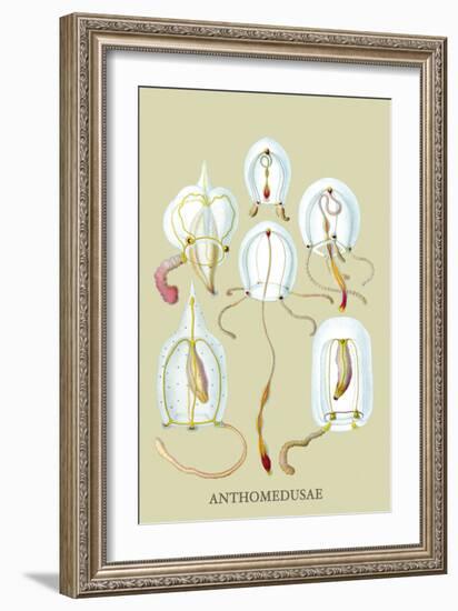 Jellyfish: Anthomedusae-Ernst Haeckel-Framed Art Print