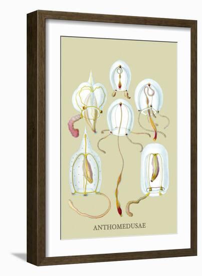 Jellyfish: Anthomedusae-Ernst Haeckel-Framed Art Print