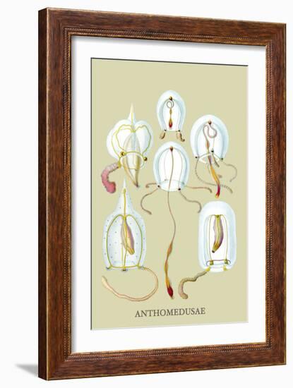 Jellyfish: Anthomedusae-Ernst Haeckel-Framed Art Print