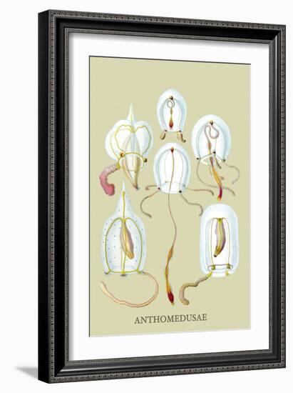 Jellyfish: Anthomedusae-Ernst Haeckel-Framed Art Print