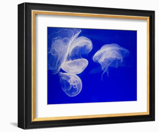 Jellyfish, Aquarium, Oceanographic Institute, Monaco-Veille, Monaco-Ethel Davies-Framed Photographic Print