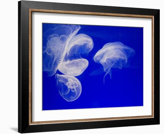 Jellyfish, Aquarium, Oceanographic Institute, Monaco-Veille, Monaco-Ethel Davies-Framed Photographic Print