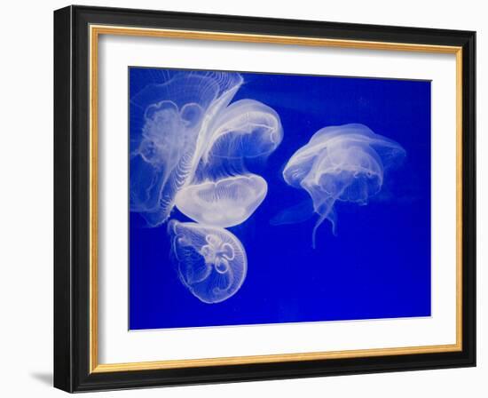 Jellyfish, Aquarium, Oceanographic Institute, Monaco-Veille, Monaco-Ethel Davies-Framed Photographic Print