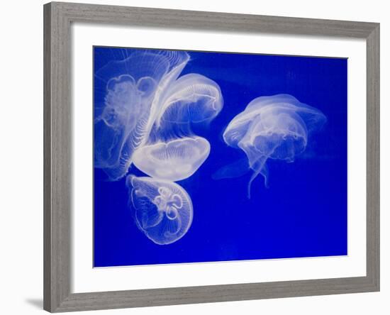 Jellyfish, Aquarium, Oceanographic Institute, Monaco-Veille, Monaco-Ethel Davies-Framed Photographic Print