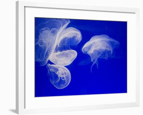 Jellyfish, Aquarium, Oceanographic Institute, Monaco-Veille, Monaco-Ethel Davies-Framed Photographic Print