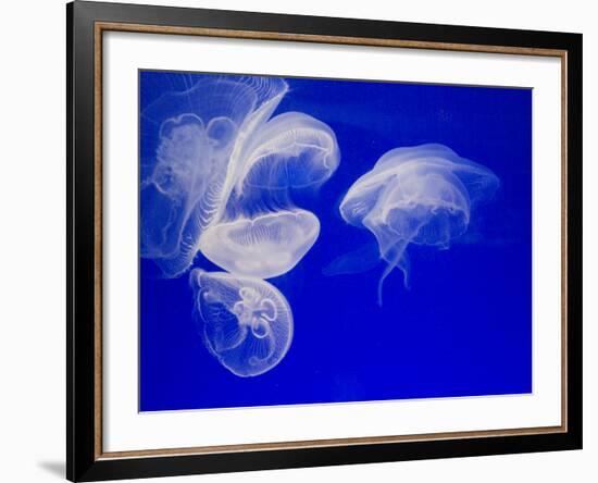 Jellyfish, Aquarium, Oceanographic Institute, Monaco-Veille, Monaco-Ethel Davies-Framed Photographic Print